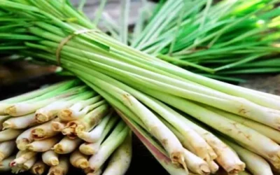 4 Aneka Manfaat Serai untuk Kecantikan Kulit, Simak Selengkapnya!