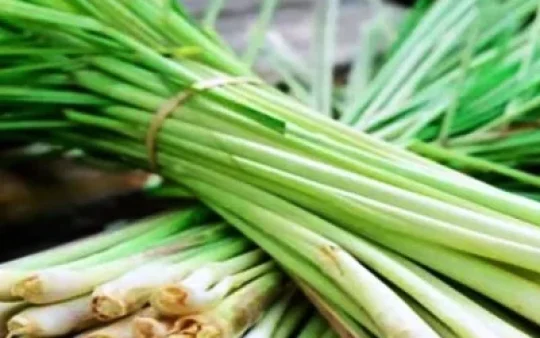 4 Aneka Manfaat Serai untuk Kecantikan Kulit, Simak Selengkapnya!