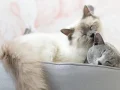 Begini Cara Mengatasi Scabies Pada Kucing