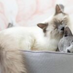 Begini Cara Mengatasi Scabies Pada Kucing