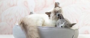 Begini Cara Mengatasi Scabies Pada Kucing