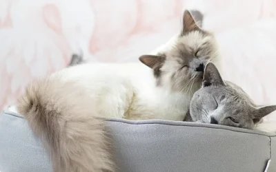 Begini Cara Mengatasi Scabies Pada Kucing
