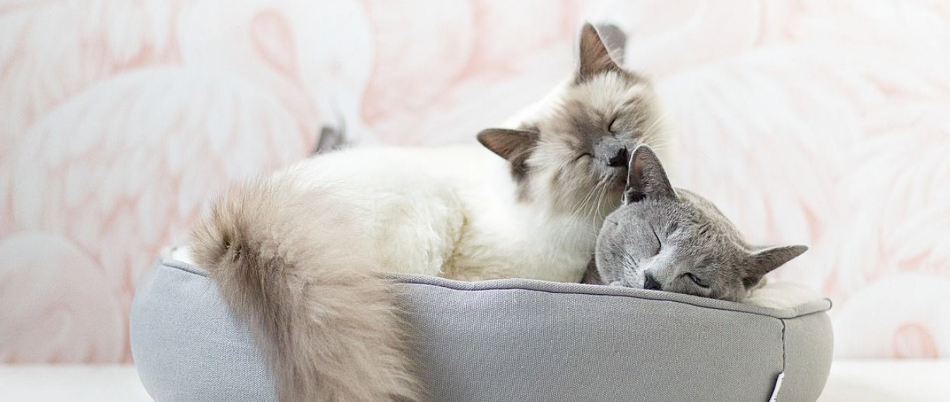 Begini Cara Mengatasi Scabies Pada Kucing