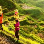 Wisata Kesenian Daerah Ubud Keindahan Seni dan Budaya di Bali